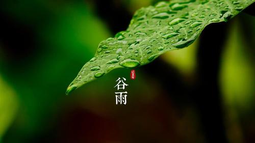 明朝知谷雨,無(wú)策禁花風(fēng)
