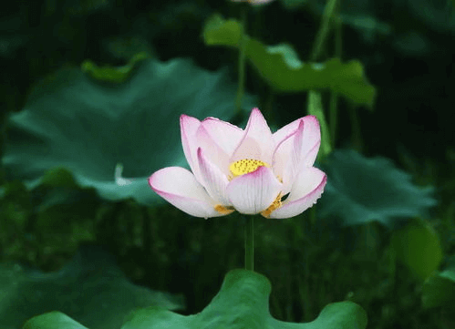 大暑節(jié)氣至，清風(fēng)此處尋。